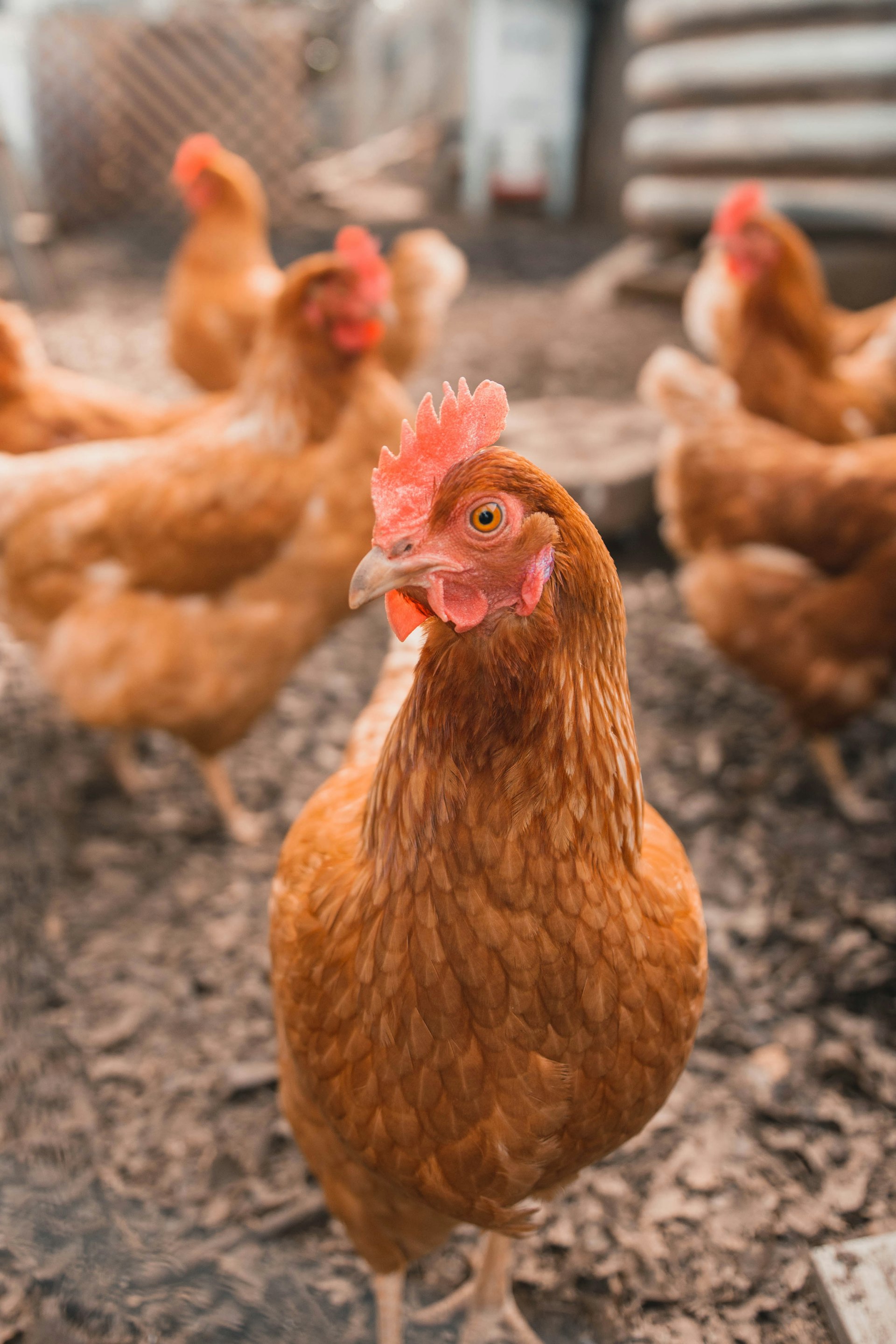 Livestock